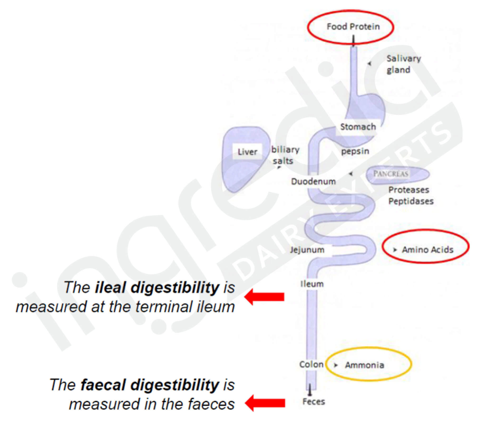 How to characterize protein quality? - Prodiet Fluid - the micellar casein  dedicated to high protein beverage